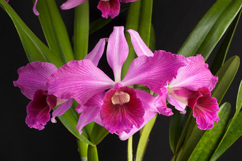 Laelia purpurata (flamea x rubra)