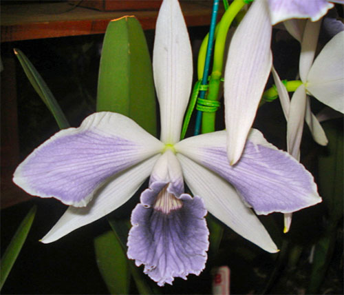 Laelia purpurata var ardosia estriata