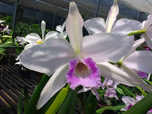Laelia purpurata var russelliana 'Gracicata'