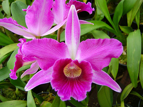 Laelia purpurata rubra