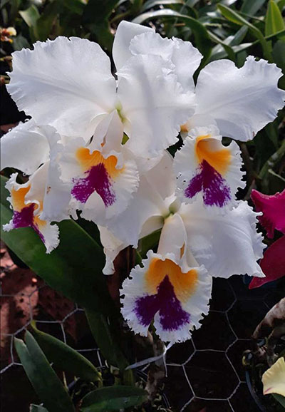 Cattleya Sonia Altenburg