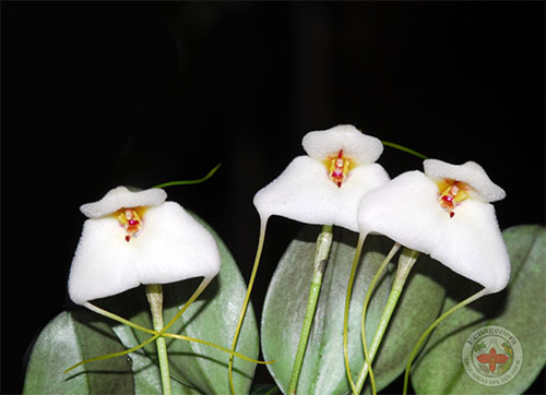 Masdevallia andreettana