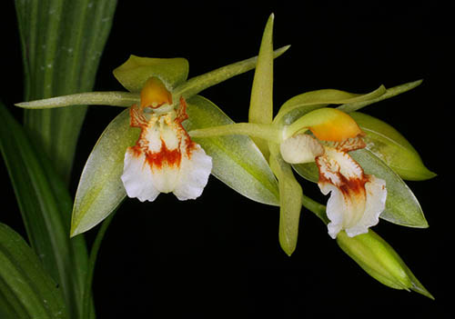 Coelogyne loheri