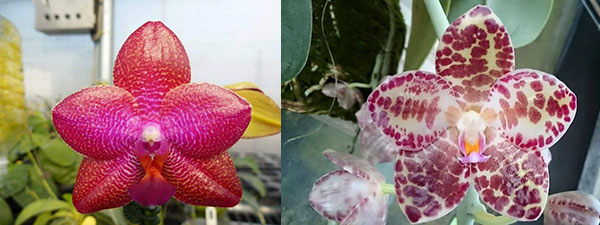 Phalaenopsis LD Sun Dragon '98' x gigantea 'M-2'