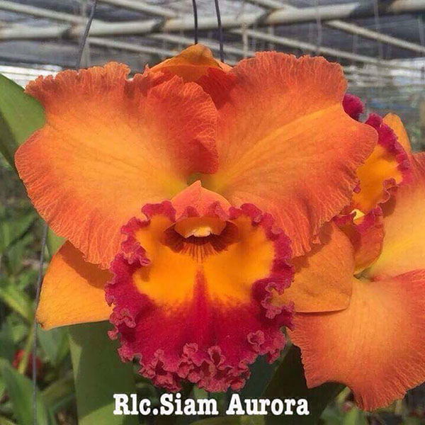 Rhyncholaeliocattleya Siam Aurora