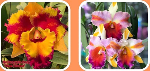 Rhyncholaeliocattleya Rungnapha Fancy 'Warm Welcome' x Amazing Thailand 'Ranbow'