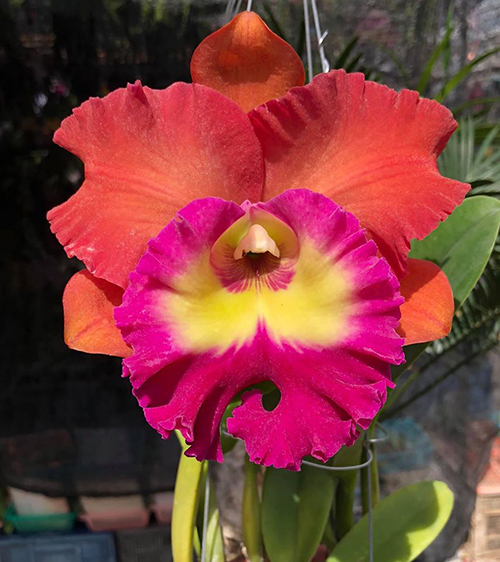 Rhyncholaeliocattleya Siam City