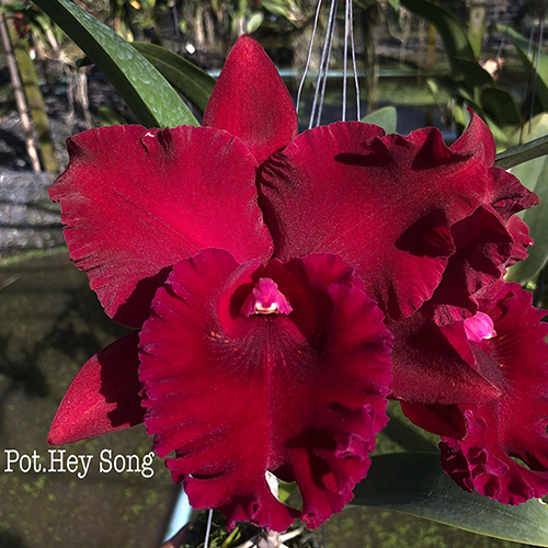 Rhyncholaeliocattleya Hey Song