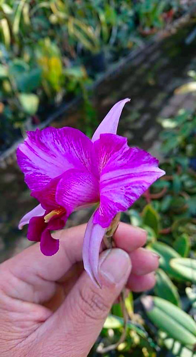 Laelia anceps var disciplianta lineata striata x self