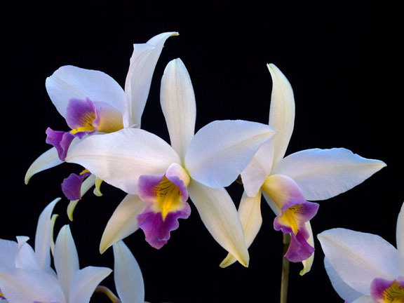 Laelia anceps coerulea 'Fort Caroline'