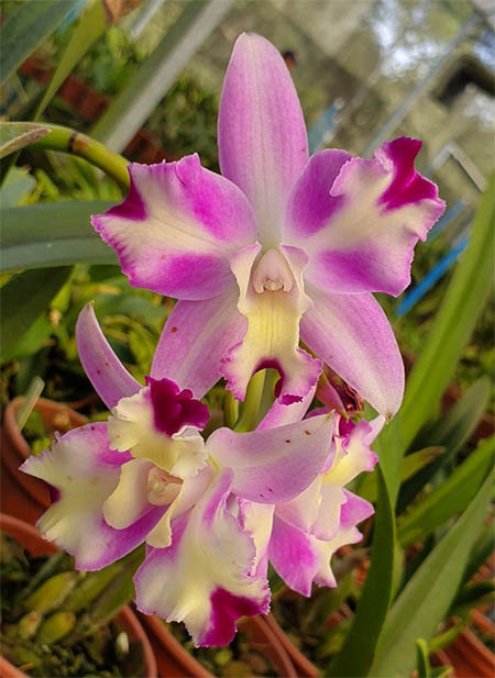 Laeliocattleya Little Mary Marispata