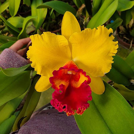 Cattleya Coral Gem