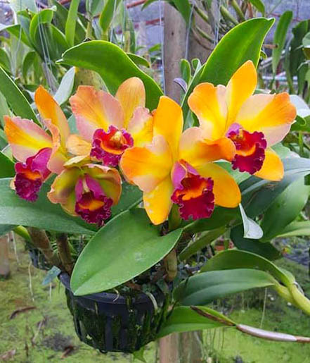 Rhyncholaeliocattleya (Faymiyamoto x President Fortune) x Kaui Starbright x Yen Surprise