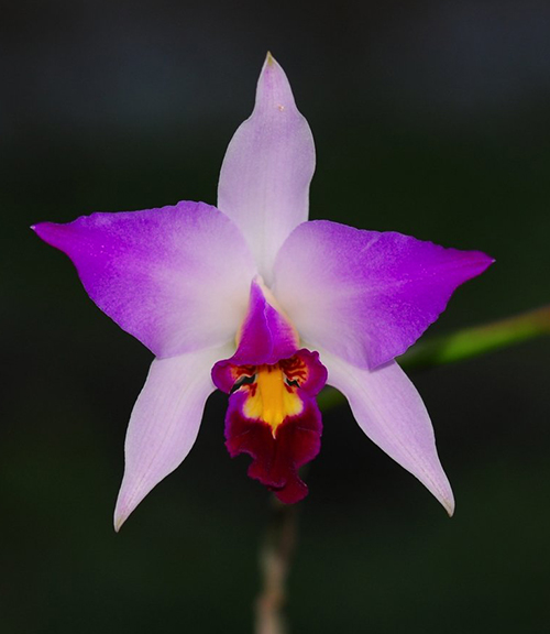 Laelia anceps Guerrero flamea