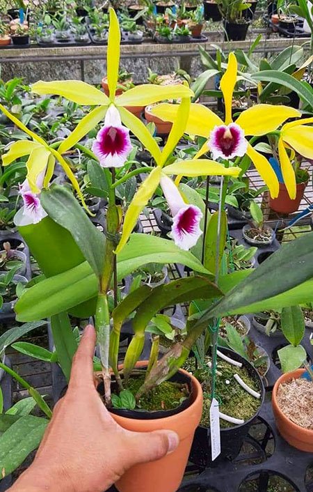 Laelia tenebrosa aurea x sib