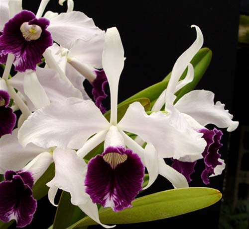Laelia purpurata schusteriana