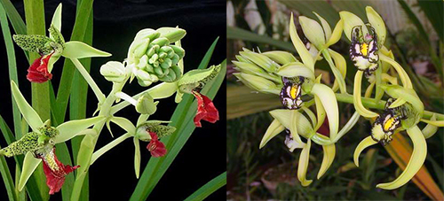 Cymbidiella rhodochila x falcigera