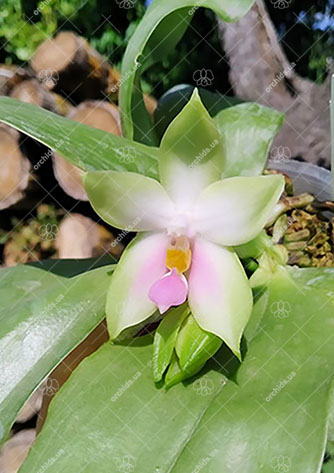 Phalaenopsis bellina pink x sib