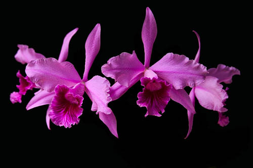 Laelia lobata tipo ('Bela Vista' x 'Dna Niedja')