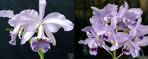 Cattleya labiata 'Sangue Azul' x bowringiana coerulea