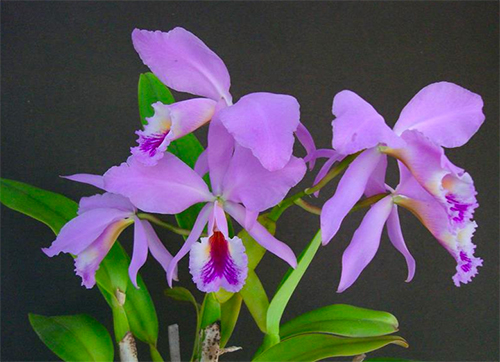 Cattleya labiata var venosa