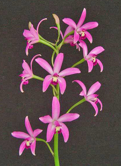 Laelia tereticaulis