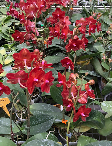 Phalaenopsis Golden Sun