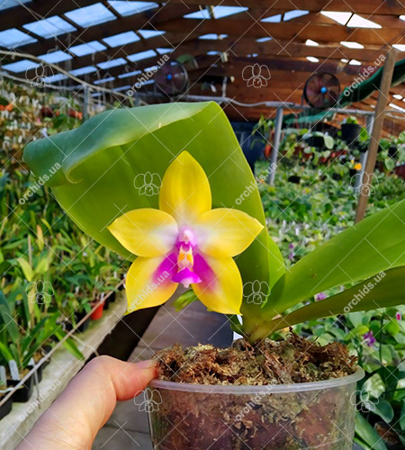 Phalaenopsis Zheng Min Muscadine 'M-5'