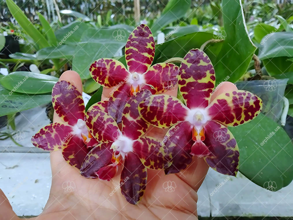 Phalaenopsis Pylo's Mosaic MO524