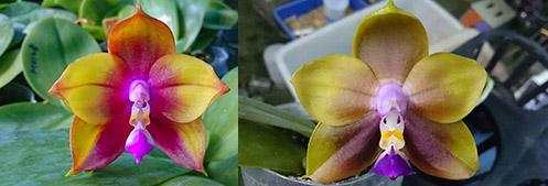 Phalaenopsis Mituo Reflex Dragon 'Bloodshot' x Mituo Princess 'Blue #9'