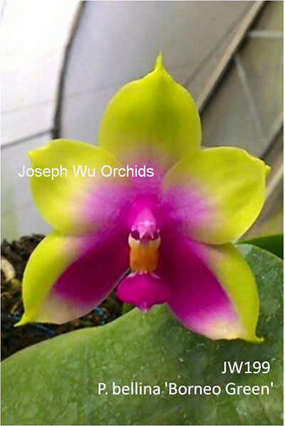 Phalaenopsis bellina 'Borneo Green’