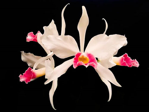 Laelia purpurata (carnea 'Intense' x carnea BV)