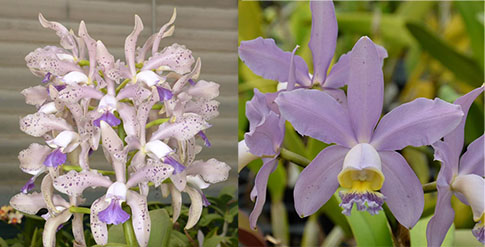 Cattleya Leoloddiglossa coerulea 'SVO Speckled Blue' FCC/AOS x Cattleya Pittiae coerulea 'SVO Best'