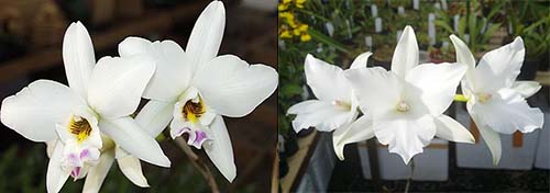 Laelia anceps 'White Marble' x anceps petaloid 'Jody'