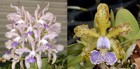 Cattleya Leoloddiglossa coerulea 'SVO Speckled Blue' FCC/AOS x Cattleya schilleriana coerulea 'Blue Spots'