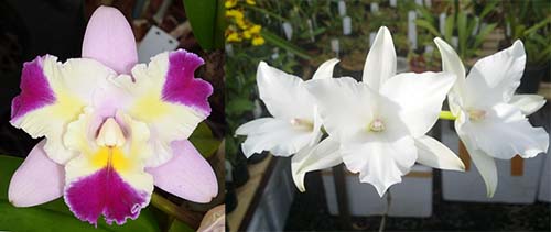 Laeliocattleya Miss Wonderful (Lc. Mari's Song 'CTM 217' HCC/AOS x L. anceps 'Irwin's' 4n AM/AOS)