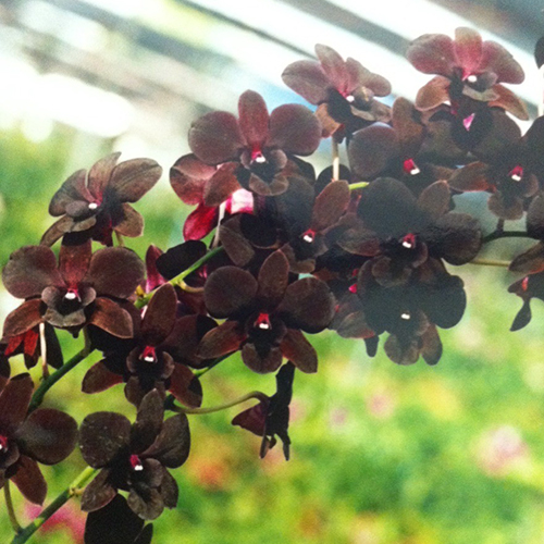 Dendrobium Black Cat