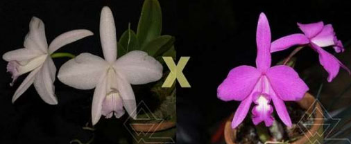 Laelia sincorana (delicata 'Orvalho' x concolor escura 'Diamantina')
