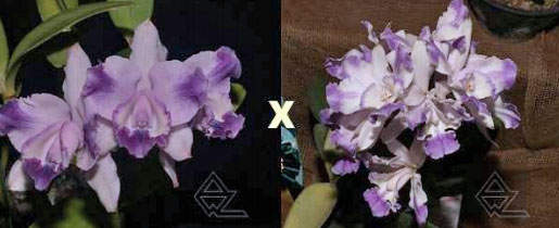 Cattleya intermedia (coerulea pelorica marginata 'Azulao' x coerulea 'Blue Rapsody')