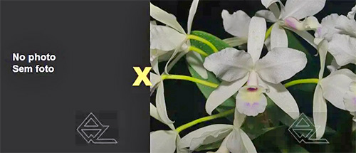 Cattleya skinneri (coerulescens x semi-alba 'Danae')
