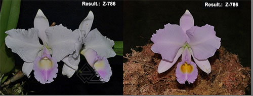 Cattleya trianae (alba x coerulea)