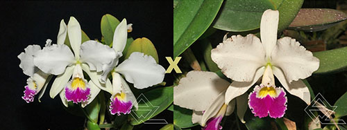 Cattleya warneri semi alba ('Rio das Farinhas' x 'Gustavo')