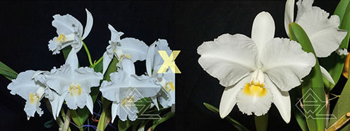 Cattleya lueddemanniana alba ('Estrela Polar' x 'Orion')