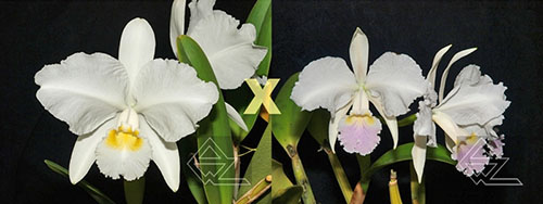 Cattleya lueddemanniana (alba 'Orion' x carnea 'Drago')