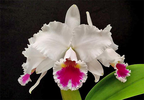 Cattleya labiata semi-alba (12306 x FS3313)