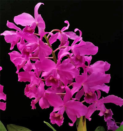 Cattleya bowringiana