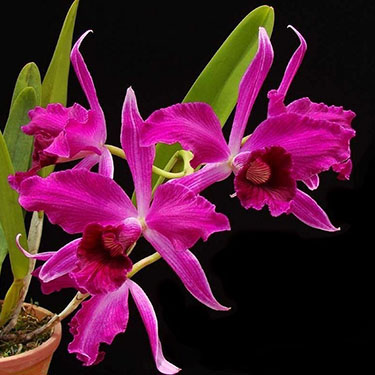 Laelia purpurata (dark sanguinea x sanguinea)