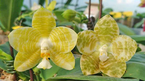Phalaenopsis Mituo Golden Tiger 'Gold Ring' x gigantea alba 'Ta wei'