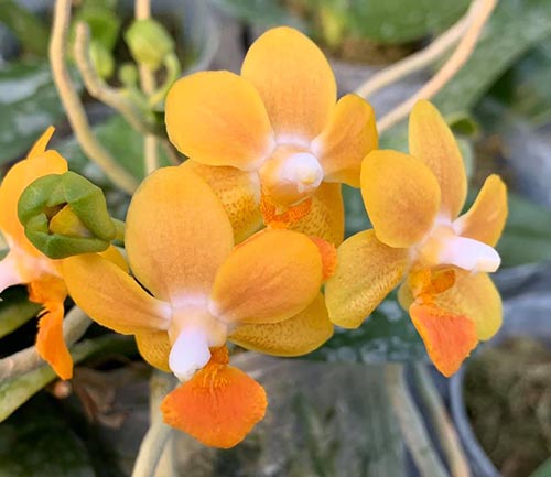 Phalaenopsis Liu's Golden Coin x lobbii