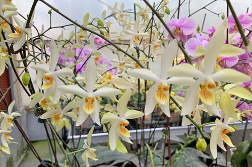 Phalaenopsis aphrodite x cochlearis